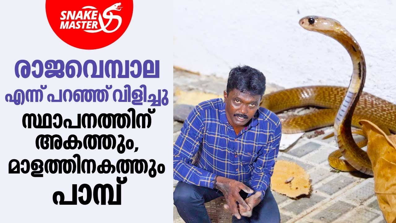 രാജവെമ്പാല എന്ന് പറഞ്ഞ്‌ വിളിച്ചു,സ്ഥാപനത്തിന് അകത്തും,മാളത്തിനകത്തും പാമ്പ് | Snakemaster EP 909