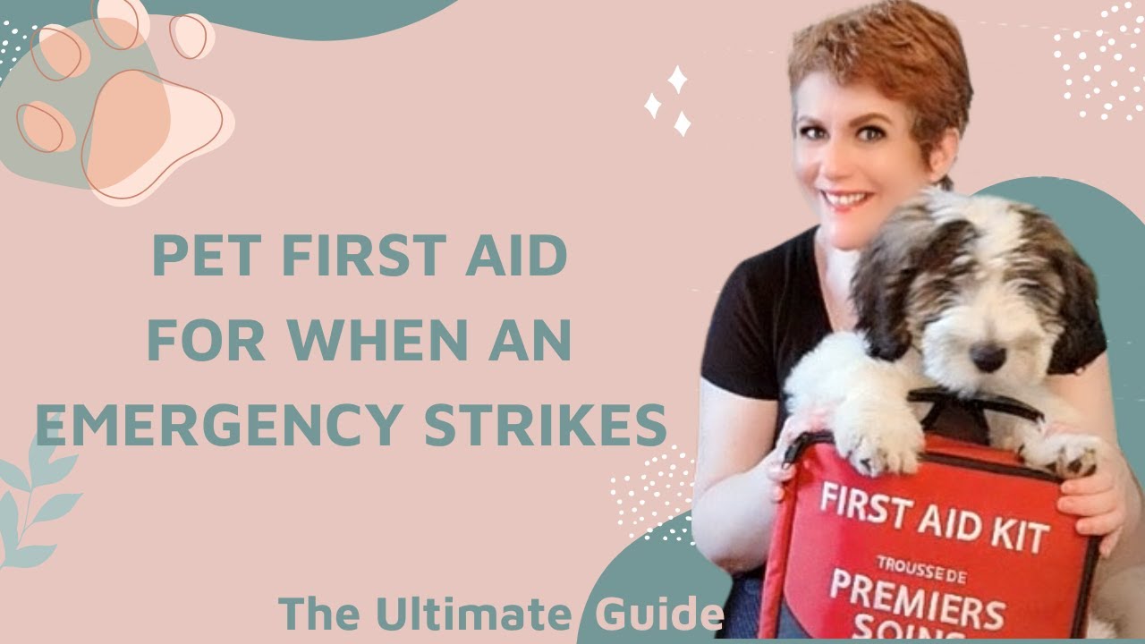 Common Items you can add to your Dog First Aid Kit in Case of an Emergency