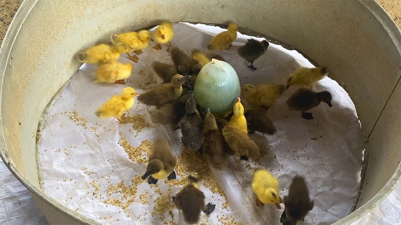 Feeding And  Raising Baby Duck / Farmer KH
