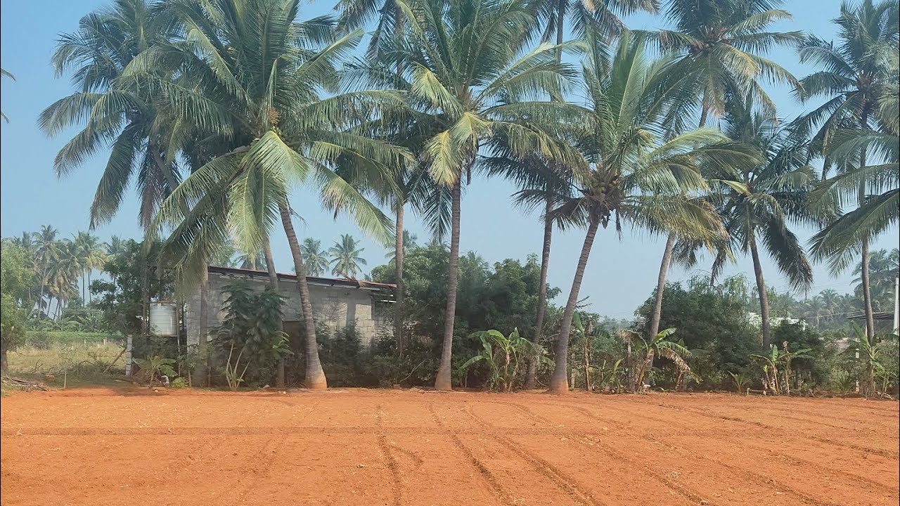20 சென்ட் இடம்#செம்மண் பூமி#6 தென்னை மரம் 🌲🌲#30 தடம்#தார் ரோடு அருகில்#குறைந்த விலை.