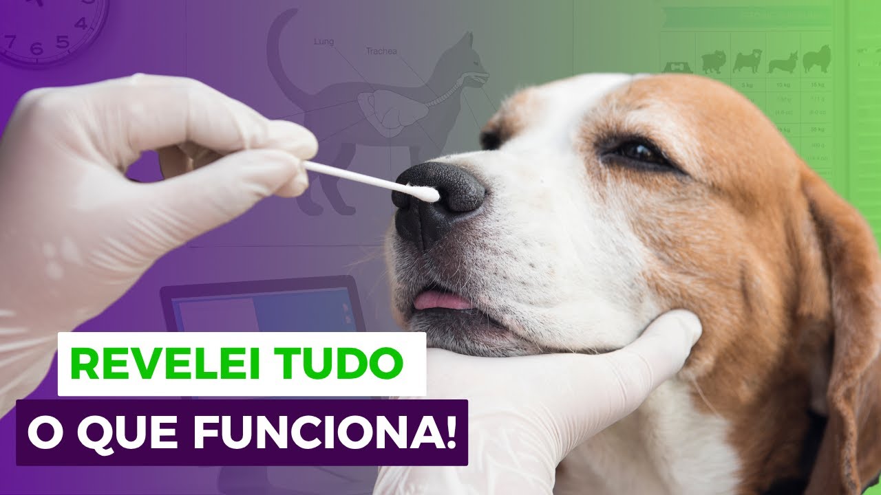 Cinomose: Sintomas, Tratamento Eficaz e Como Evitar Sequelas #cachorro
