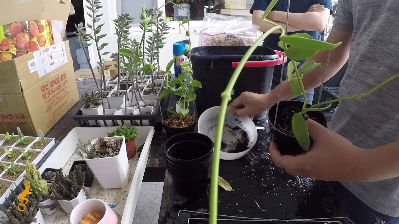 必修課多肉植物  老闆毬蘭換盆初體驗 經驗談分享  MC Succulent plant Vlog【 MC多肉園 】