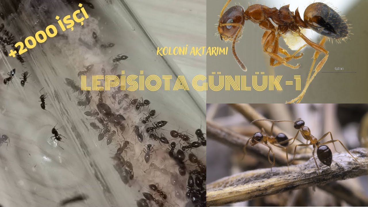 YAPTIĞIMIZ FORMİKARYUMA KOLONİ AKTARIYORUZ - LEPİSİOTA +2000 İŞÇİ #GÜNLÜK-1