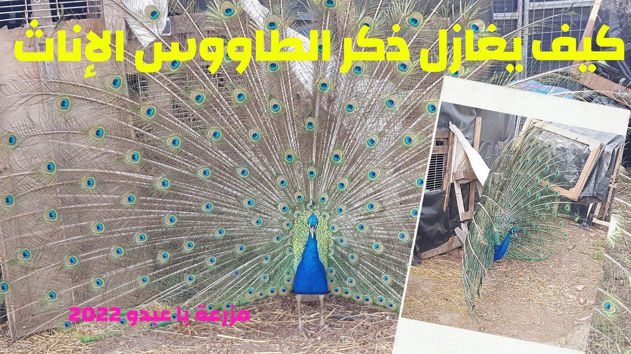 كيف يغازل ذكر لطاووس الإناث في لوحة ربانية عظيمة تظهر عظمة الخالق