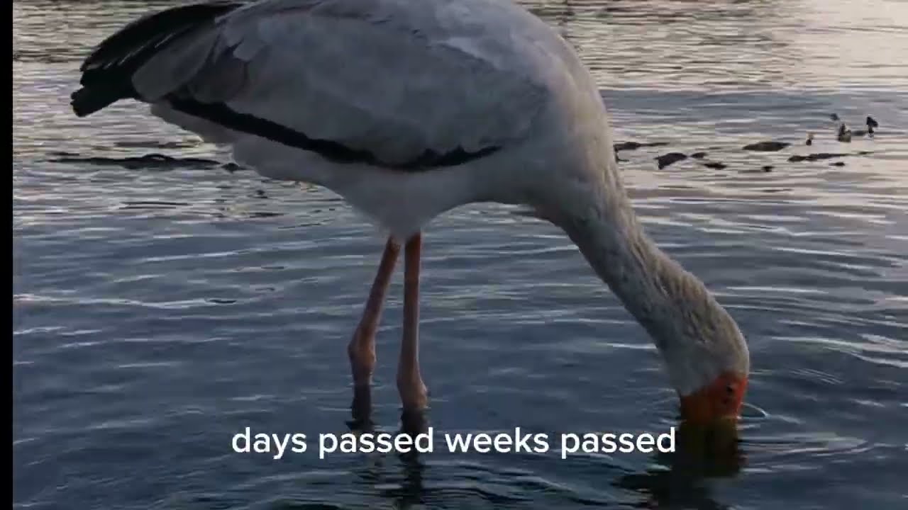 THE LONELY BIRD OF LAKE TANGANYIKA [A TRUE STORY] 