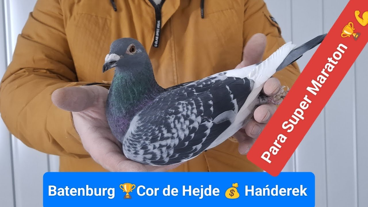Super Maraton Batenburg Cor de Hejde Hańderek Olimp i Nat. Para do rozpłodu na sprzedaż ☎️695497481