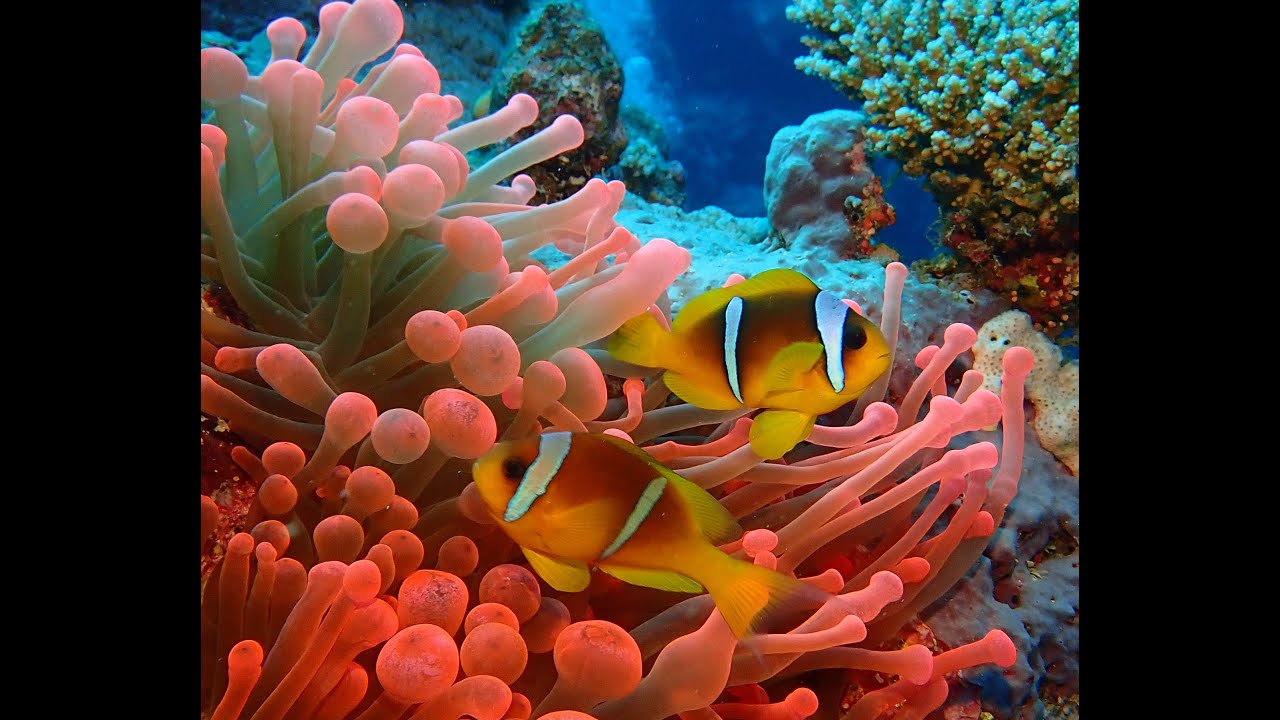 MAR ROJO NORTE Y JORDANIA 8 2023 Viajesbuceo com FULLHD VIDEO RESUMEN