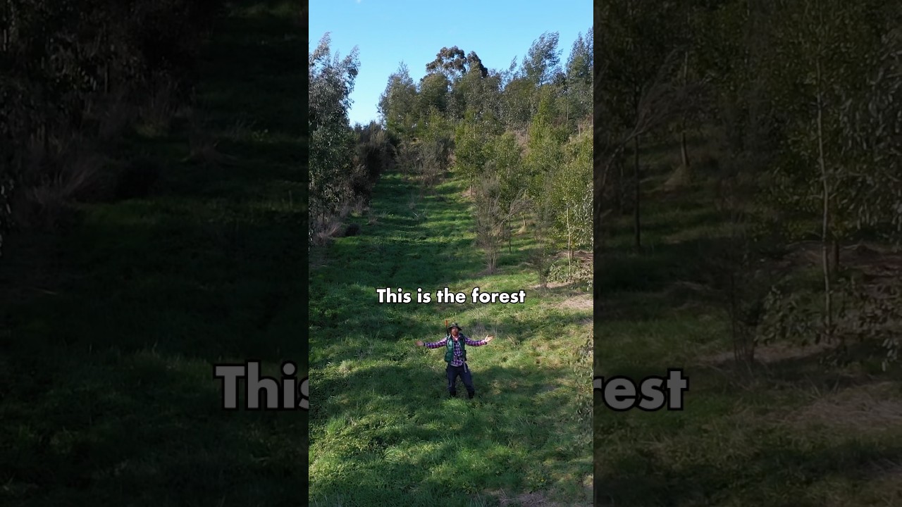 I planted a forest 4 years ago