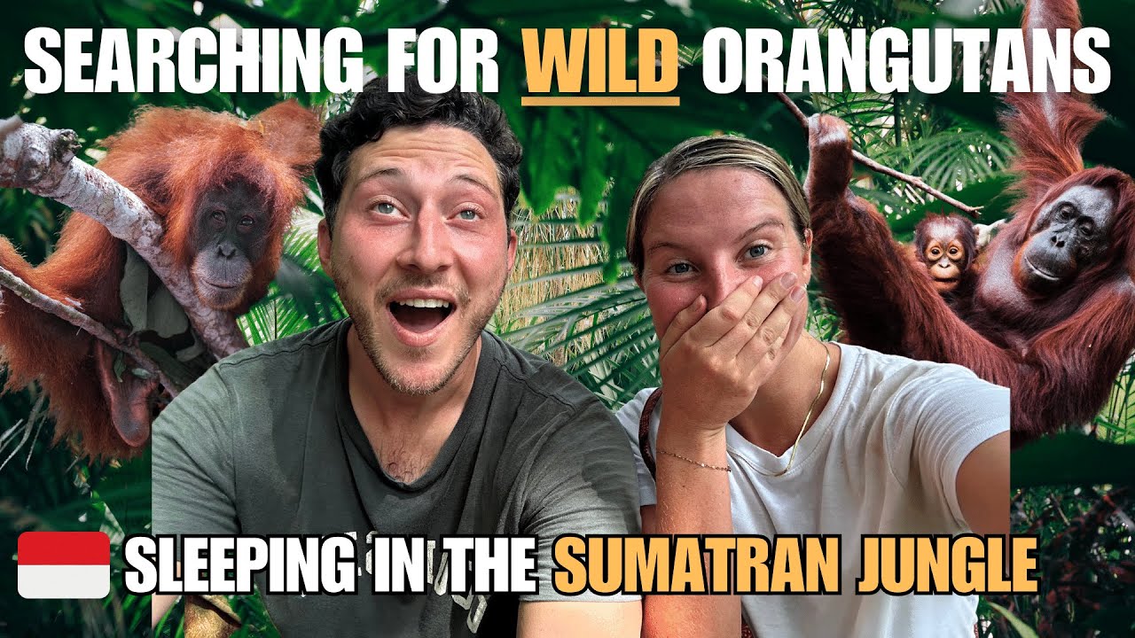 We Spent 2 Days In The Jungle Looking For Orangutans! 🦧 Sumatra, Indonesia Travel Vlog 🇮🇩