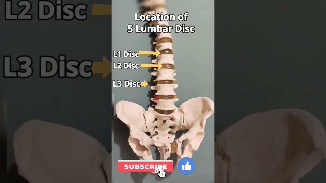 Location of 5 Lumbar Disc #shorts #lumbar #disc #spine #health #lumbarspine
