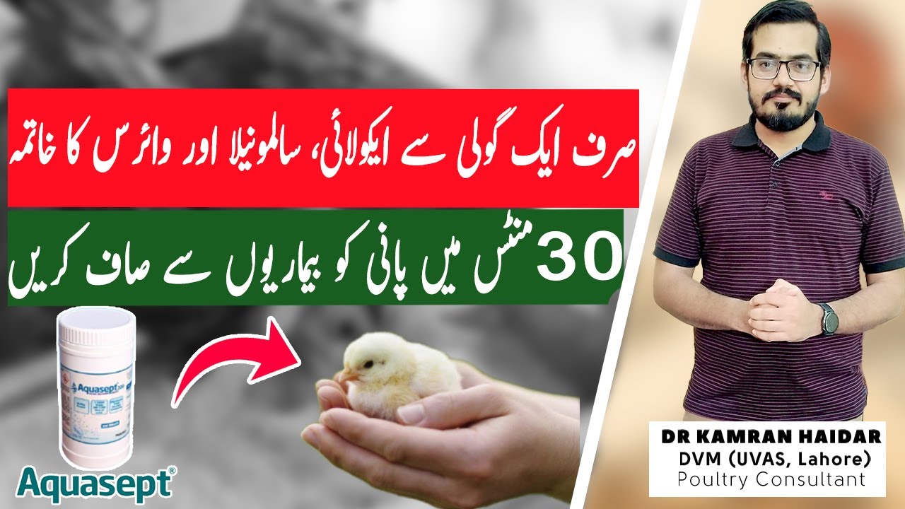 Easy & Quick Way to Kill E. Coli, Salmonella & Viruses in Poultry | How to use Aquasept Tablets!!