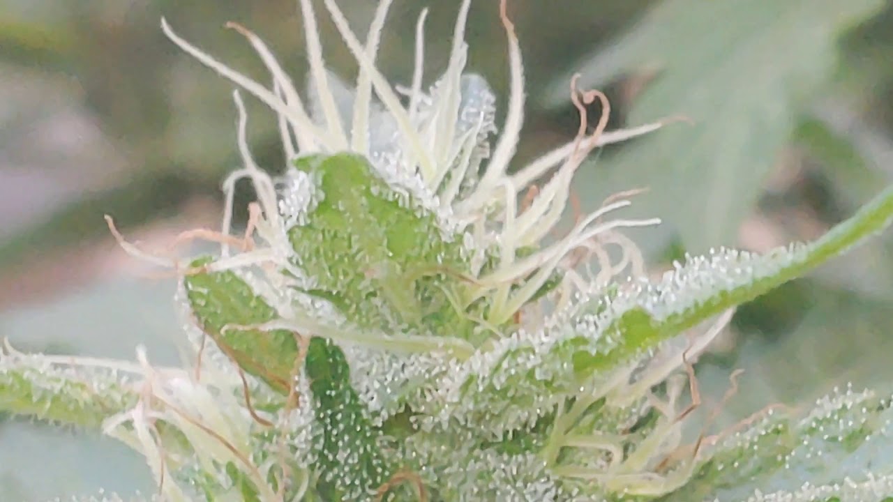 I love growing marijuana