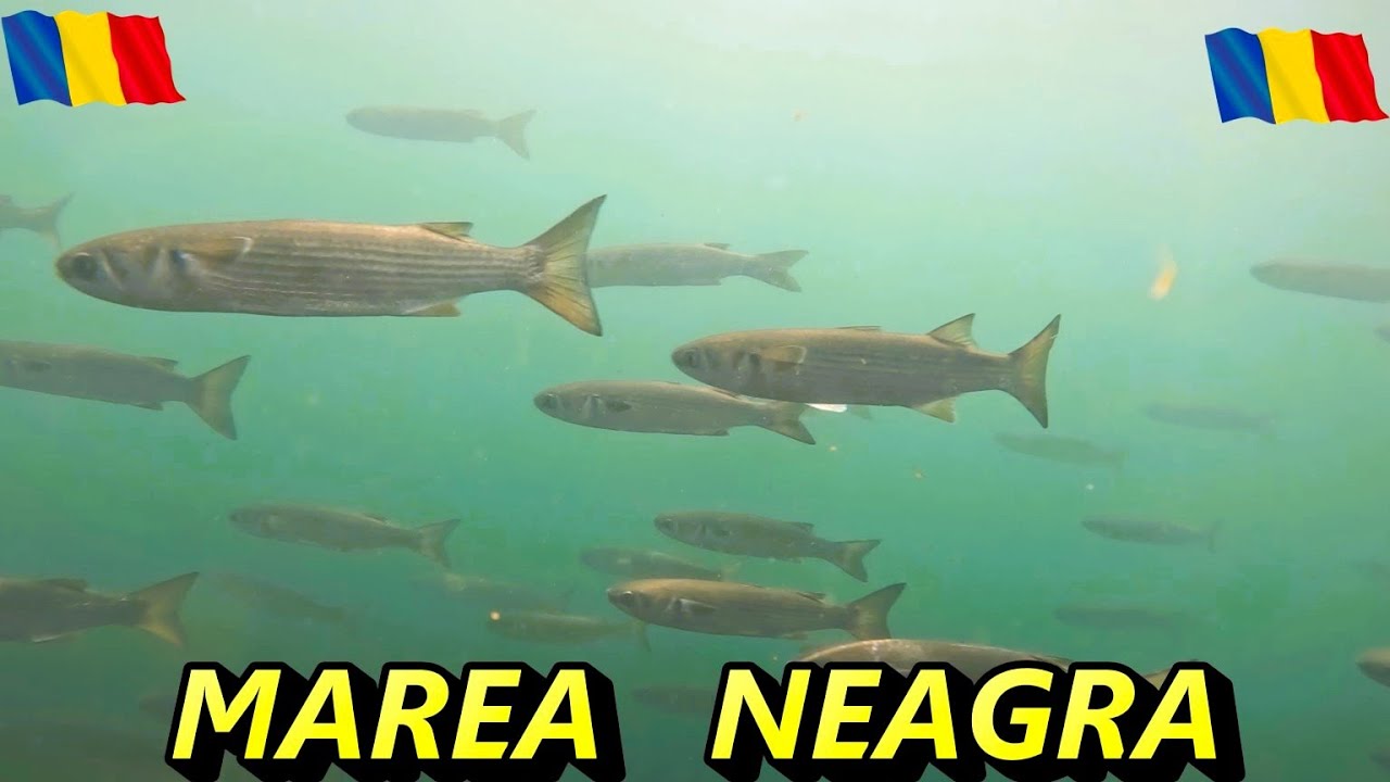 Cel mai mare banc de Labani pe care l-am vazut in Marea Neagră.
