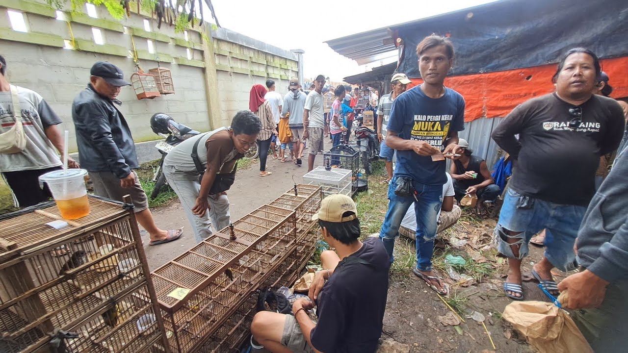 Masih yang di cari ya burceh harga murah suara mewah