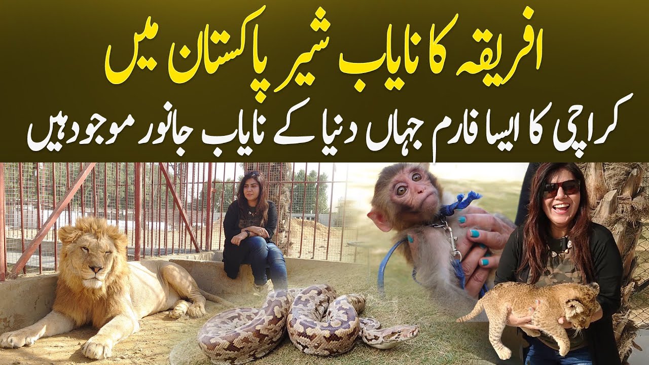 Simbha's Kingdom | African Lions  at Karachi Farmhouse | Wild Life |