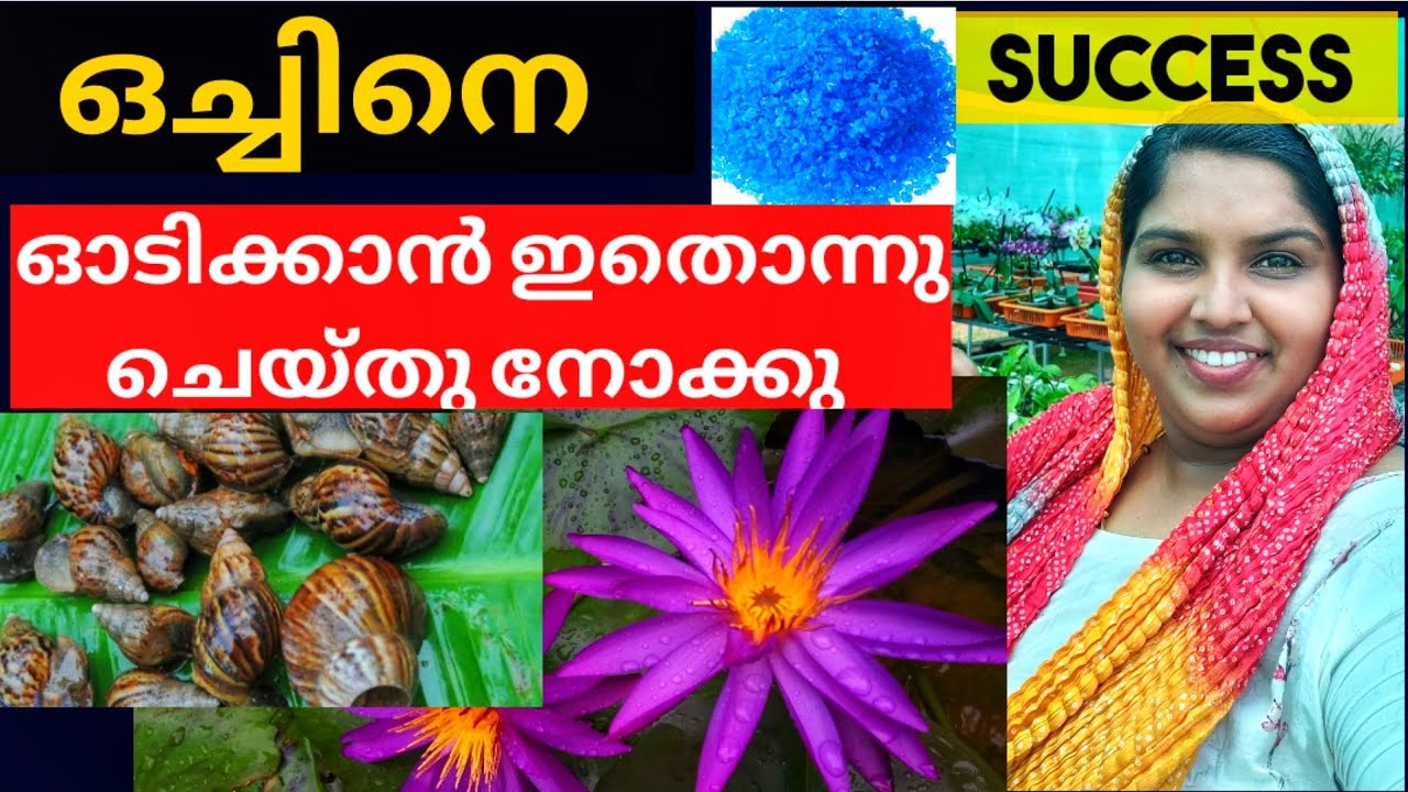 എളുപ്പത്തിൽ ഒച്ചിനെ താമര കുളത്തിൽ നിന്നും ഓടിക്കാൻ ഇതുമതി || SNAIL || SNAIL SOLUTION