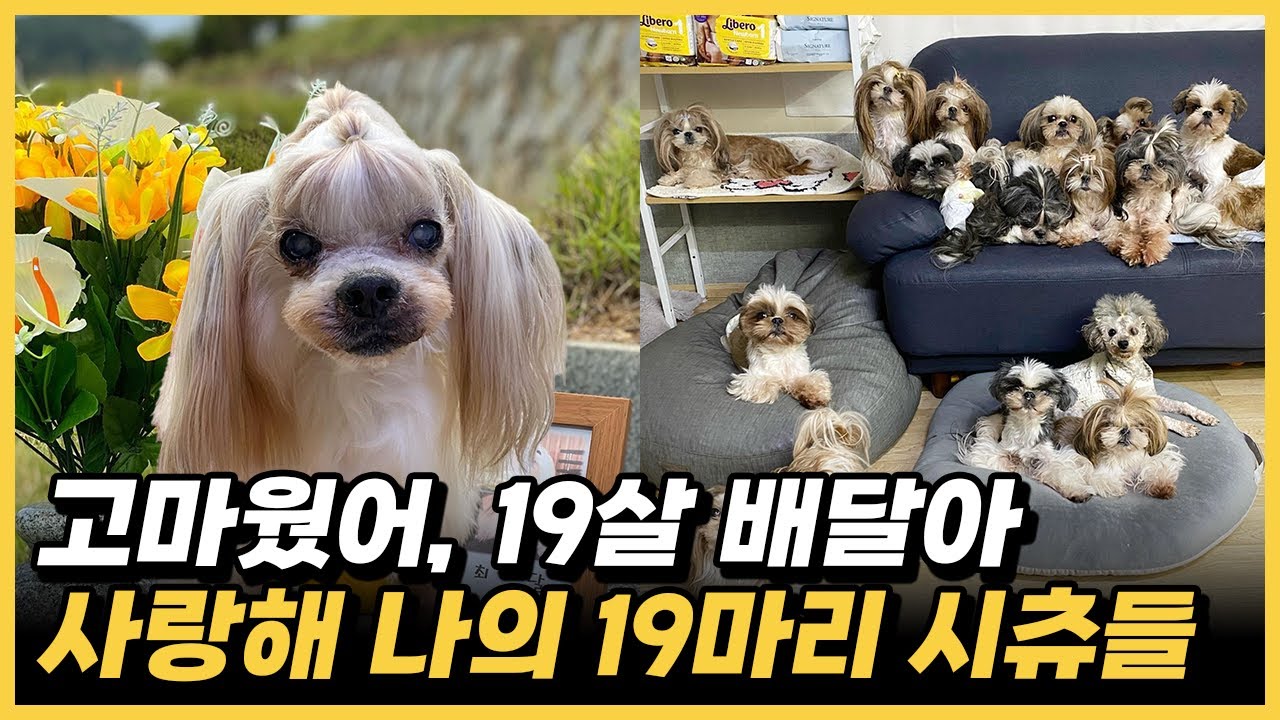 20여마리의 시츄 대가족 유자씨의 시츄사랑, 번식장에서 구출한 푸들