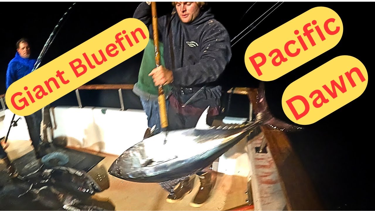 Majestic Catch: Giant Bluefin Tuna On The Pacific Dawn Fisherman's Landing San Diego Ca