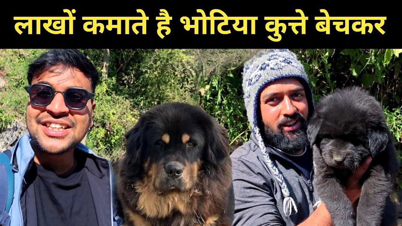 लाखों कमाते है भोटिया कुत्ते बेचकर || bhotia dog uttarakhand 