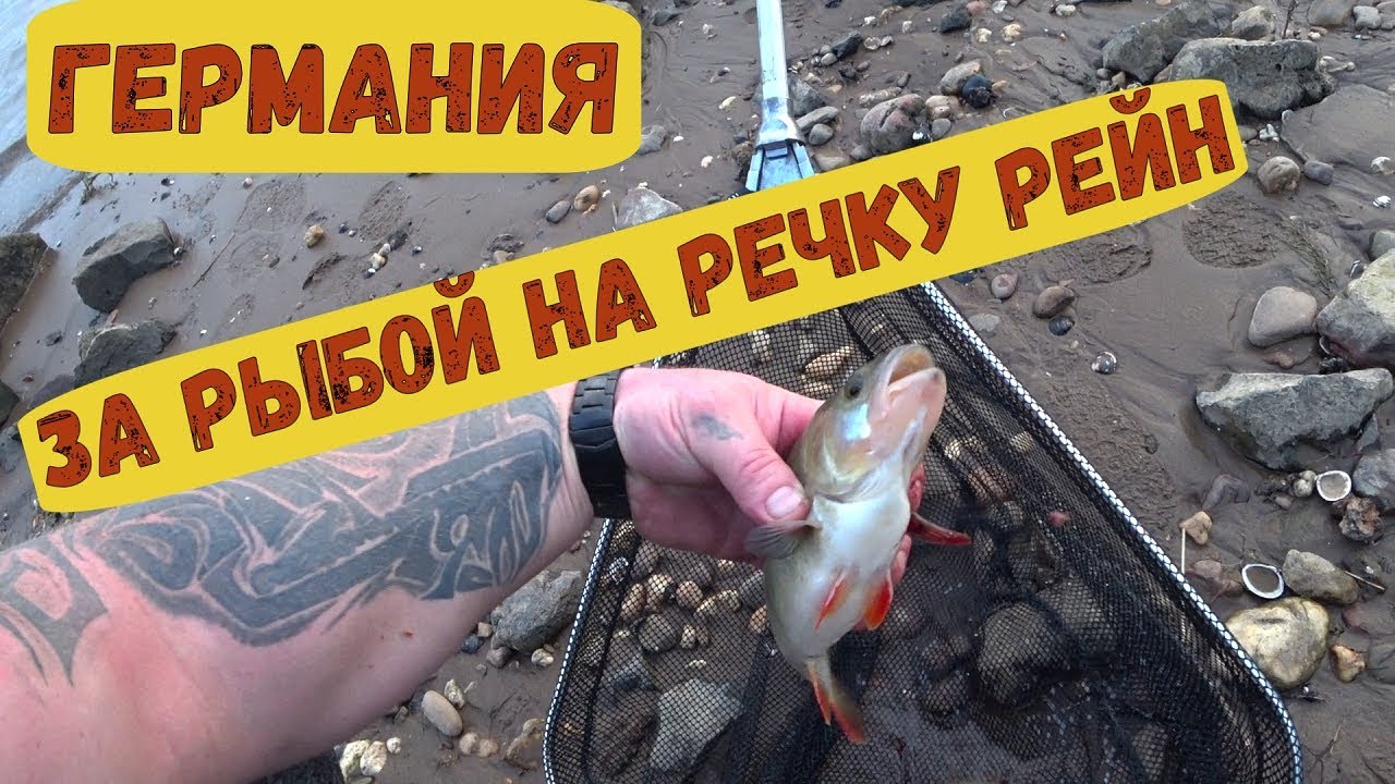 Рыбалка на Реке  Рейн горд Динслакен /с  ночевкой  на палатках #рыбалкавгермании #жизньвгермании
