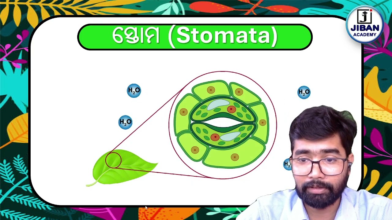 ଅଲୋକଶ୍ଳେଷଣ ର ଆଲୋକ ପ୍ରକ୍ରିୟା ଓ ଅନ୍ଧକାର ପ୍ରକ୍ରିୟା | Light and Dark Reaction | 3D animation