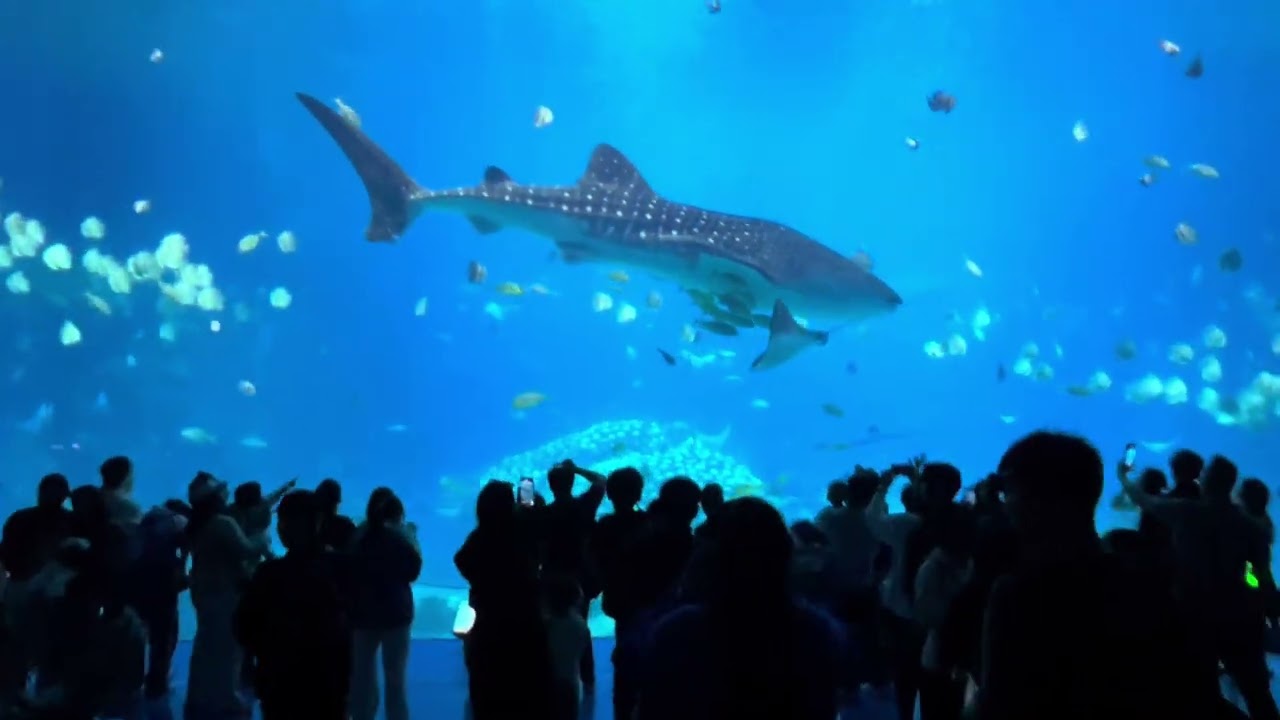 Whaleshark Marine Life at Chimelong Ocean Kingdom ZhuHai China 珠海长隆海洋王国体验极佳 #themepark #travel #fyp