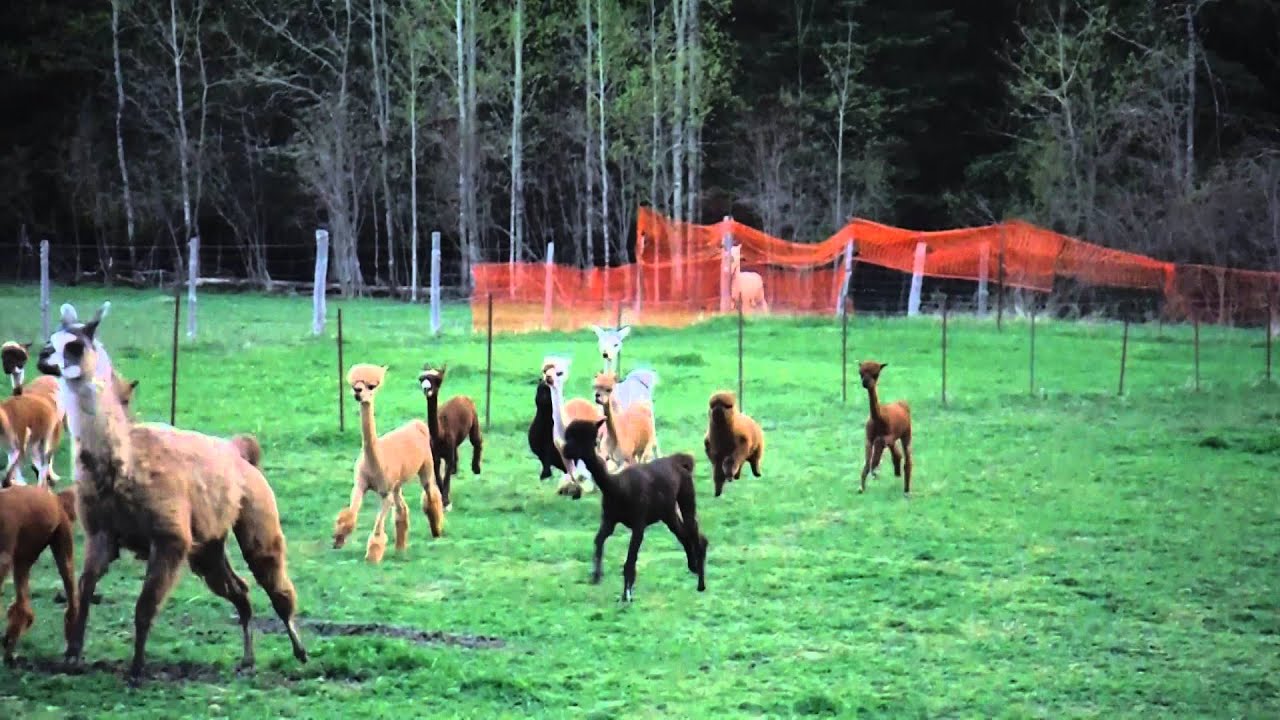 alpaca bear scare