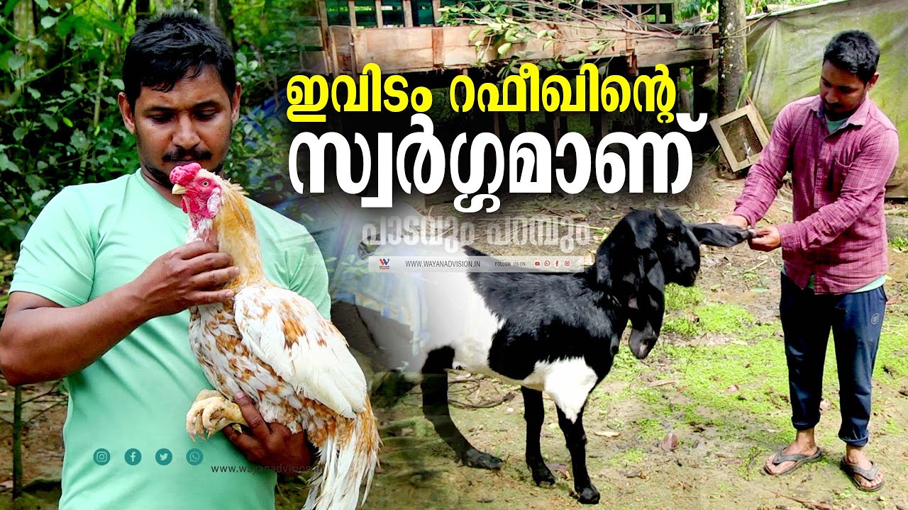 നാടന്‍ കോഴികളെ വളര്‍ത്തി വരുമാനം നേടുന്ന വയനാട്ടുകാരന്‍. | MIXED FARMING | WAYANAD |