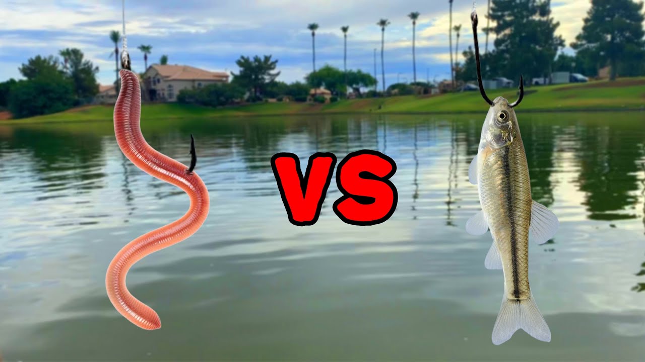 WORMS VS MINNOWS - What Bait Catches More Fish?