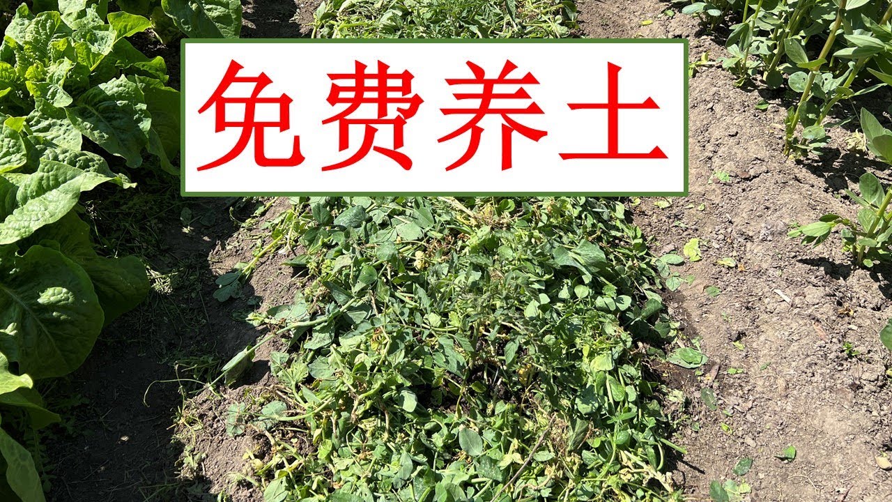 养土，不要一分钱，还能吃到贵族菜：豆苗