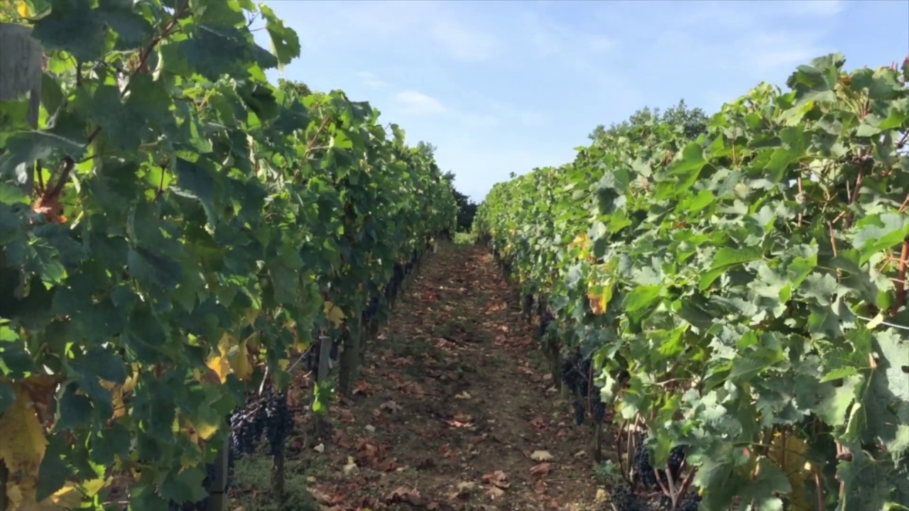 Harvest 2019 at Ch&acirc;teau Tour Saint Christophe...