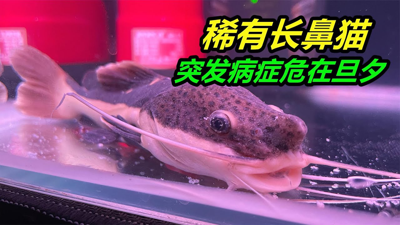 畸形招财猫鱼突发病症，全身布满白色斑点，需要紧急救治 #水族 #挑戰