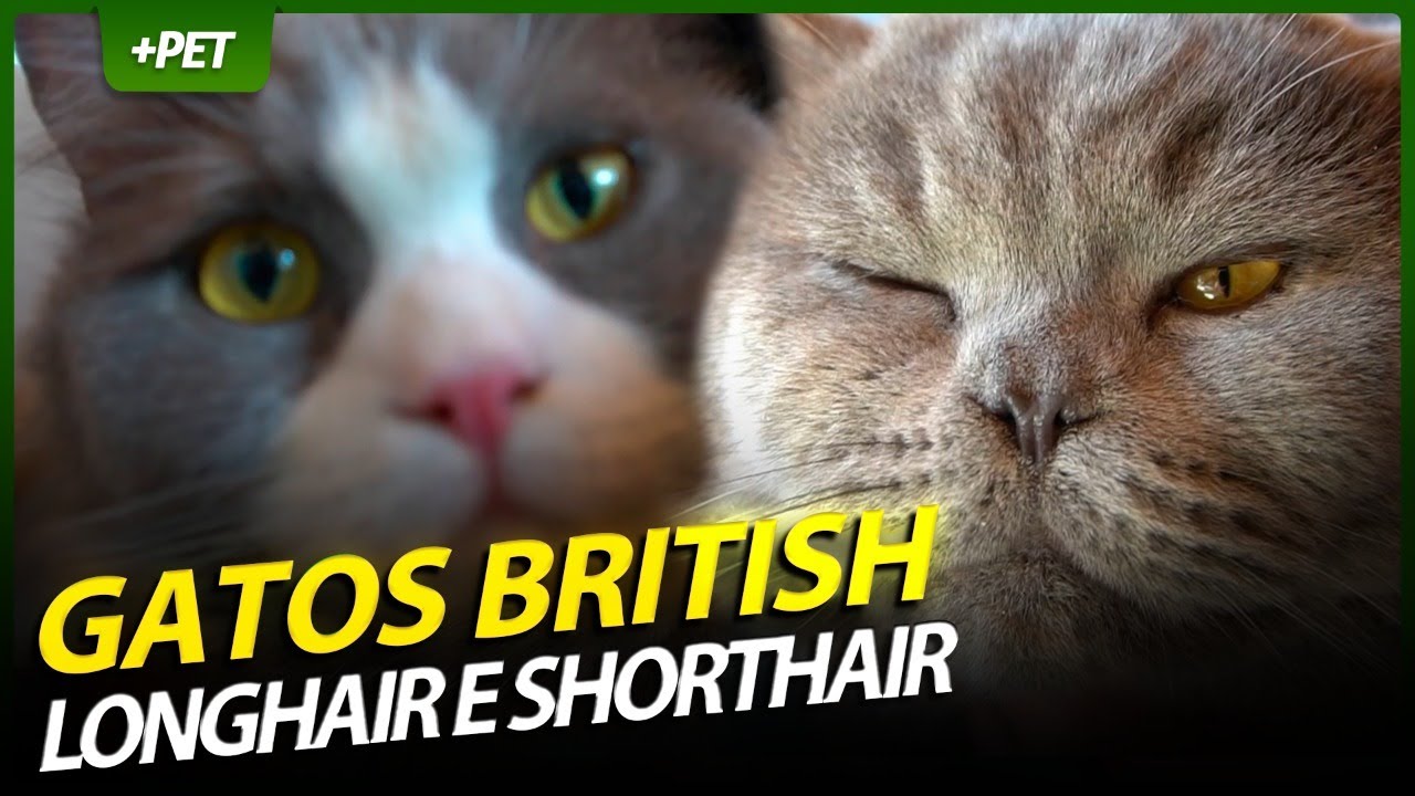 BRITISH SHORTHAIR E LONGHAIR | EP.1 | CRIAÇÃO E CRIADOR