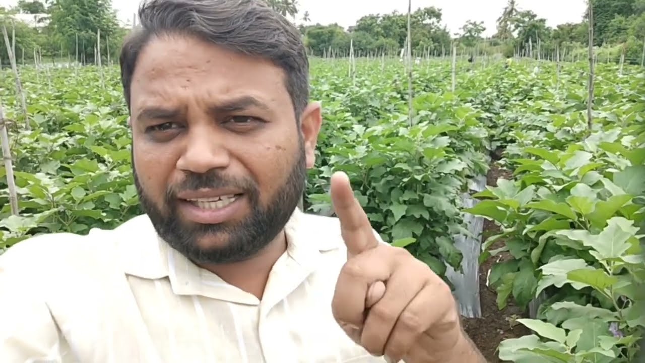 वांगी चालू प्लॉट खत व फवारणी नियोजन #रोहित_बोरगावे #कृषी_भरारी #brinjal #वांगी