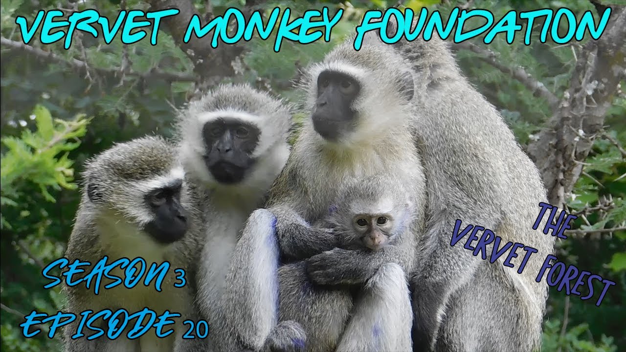 Skunkey Troop gets its first #babyorphans, monkeys wait eagerly - season 3 ep 20