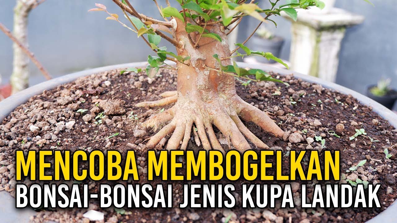 🌳 MENCOBA MEMPROGRAM BONSAI KUPA LANDAK DENGAN GAYA BOGEL ALA ANTING PUTRI