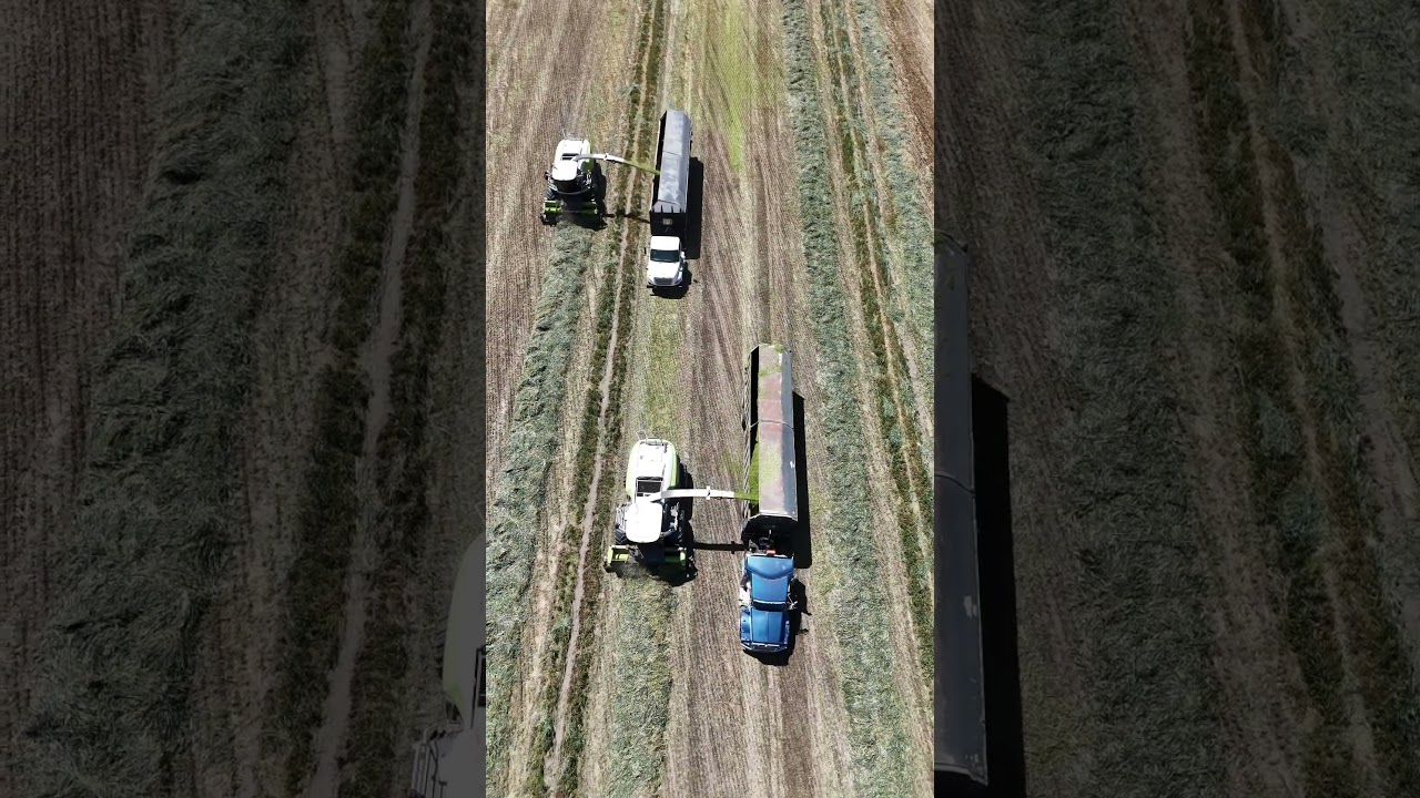 California silage #silage