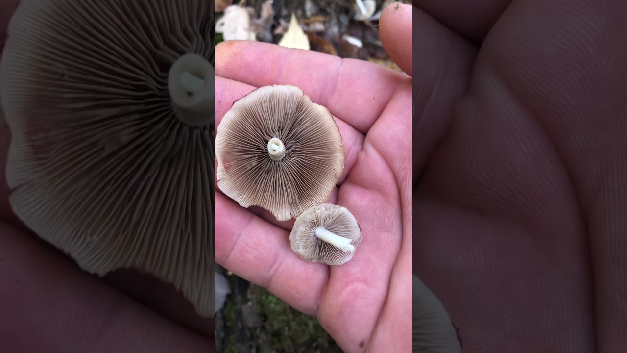 Psathyrella genus- Unknown specie
