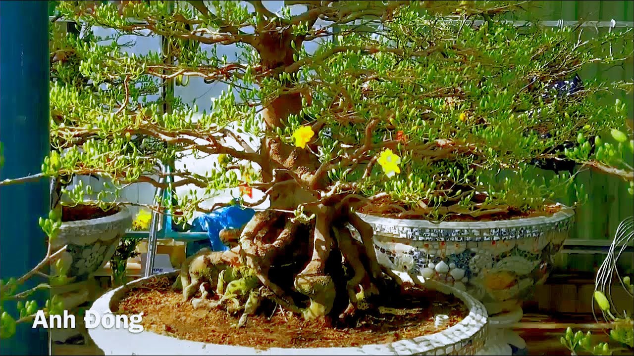 Những cây mai đẹp bày bán trên đường Thành Thái TPHCM