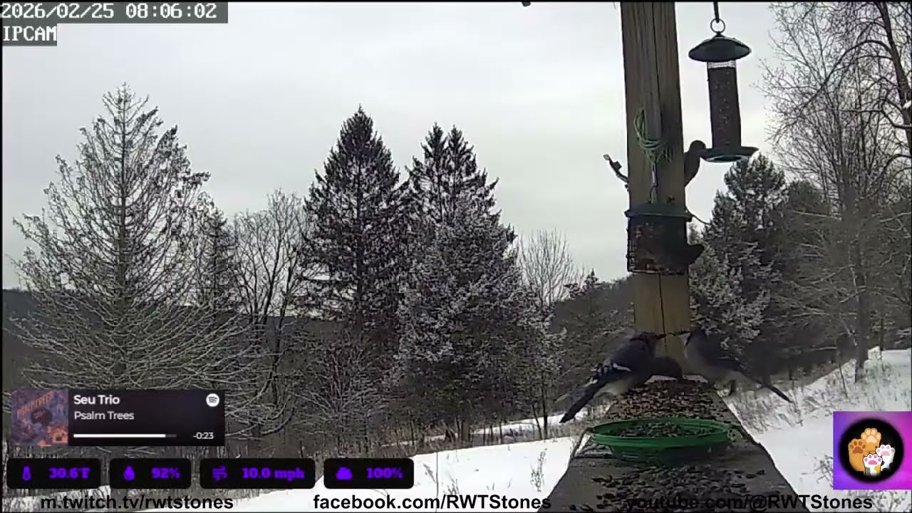 Cat TV Live Bird Cam NE PA USA 2026/2/25