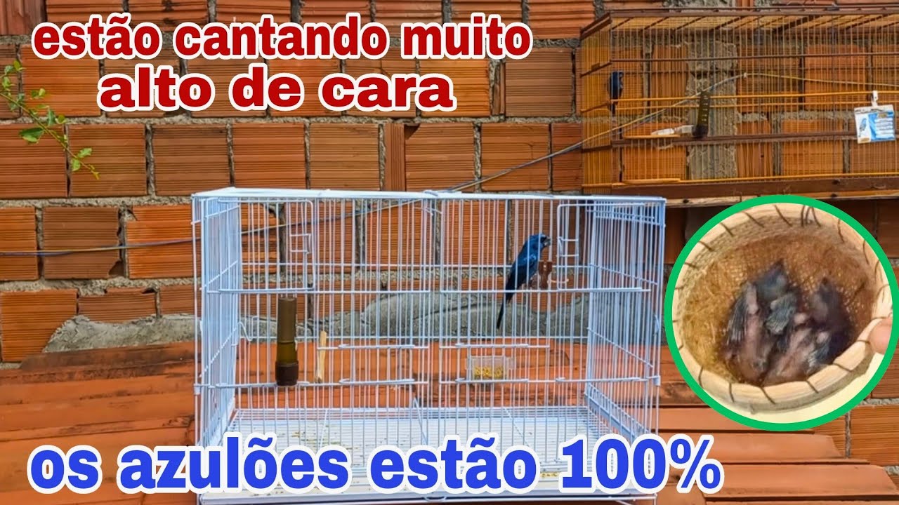 Deixando o azulão 100% na fibra. Estão cantado muito.  Manejo para reprodução