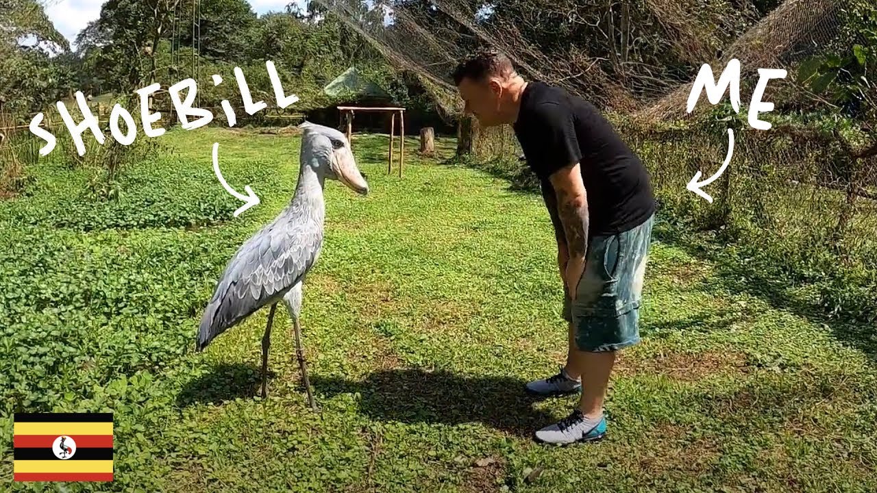 Dancing with a Prehistoric Shoebill Stork in Uganda! 🇺🇬