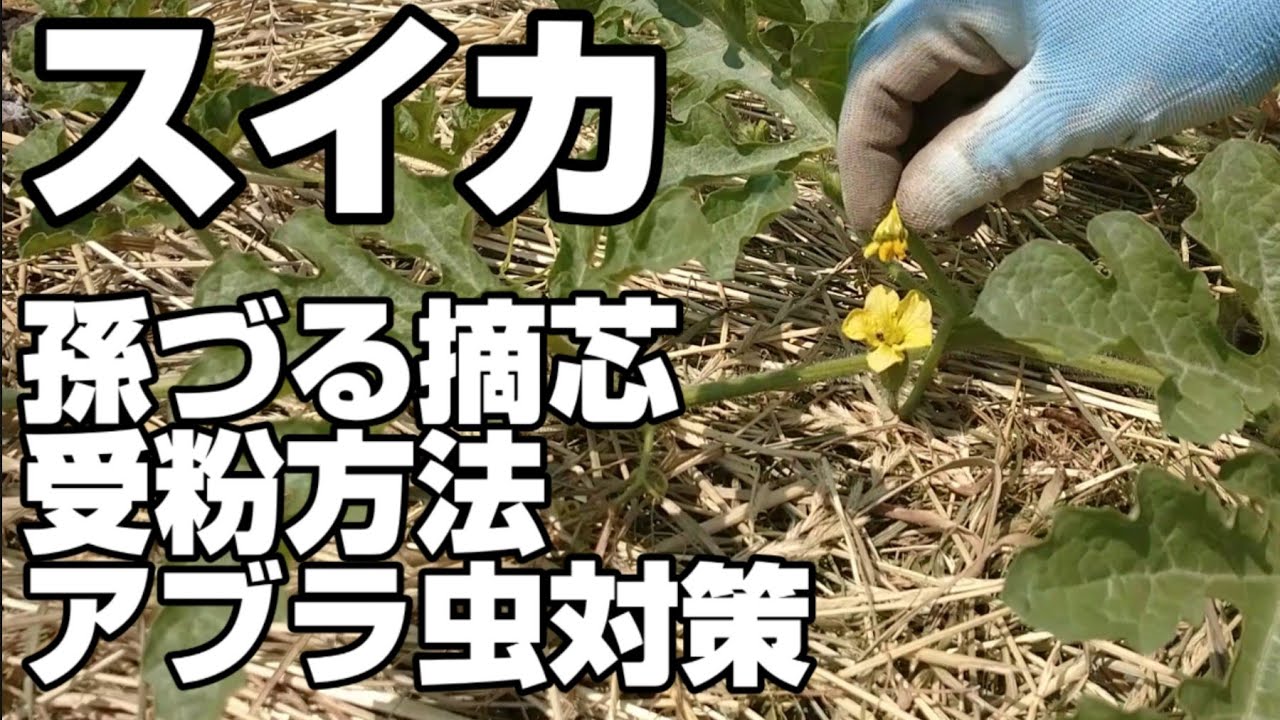【糖度20度の甘いスイカ金色羅皇】を収穫したい！　【確実に実らせるための方法】　【孫ヅル摘芯と受粉方法】【アブラムシ対策】家庭菜園であの手この手で挑戦します。【すいか栽培】【スイカの育て方・栽培方法】