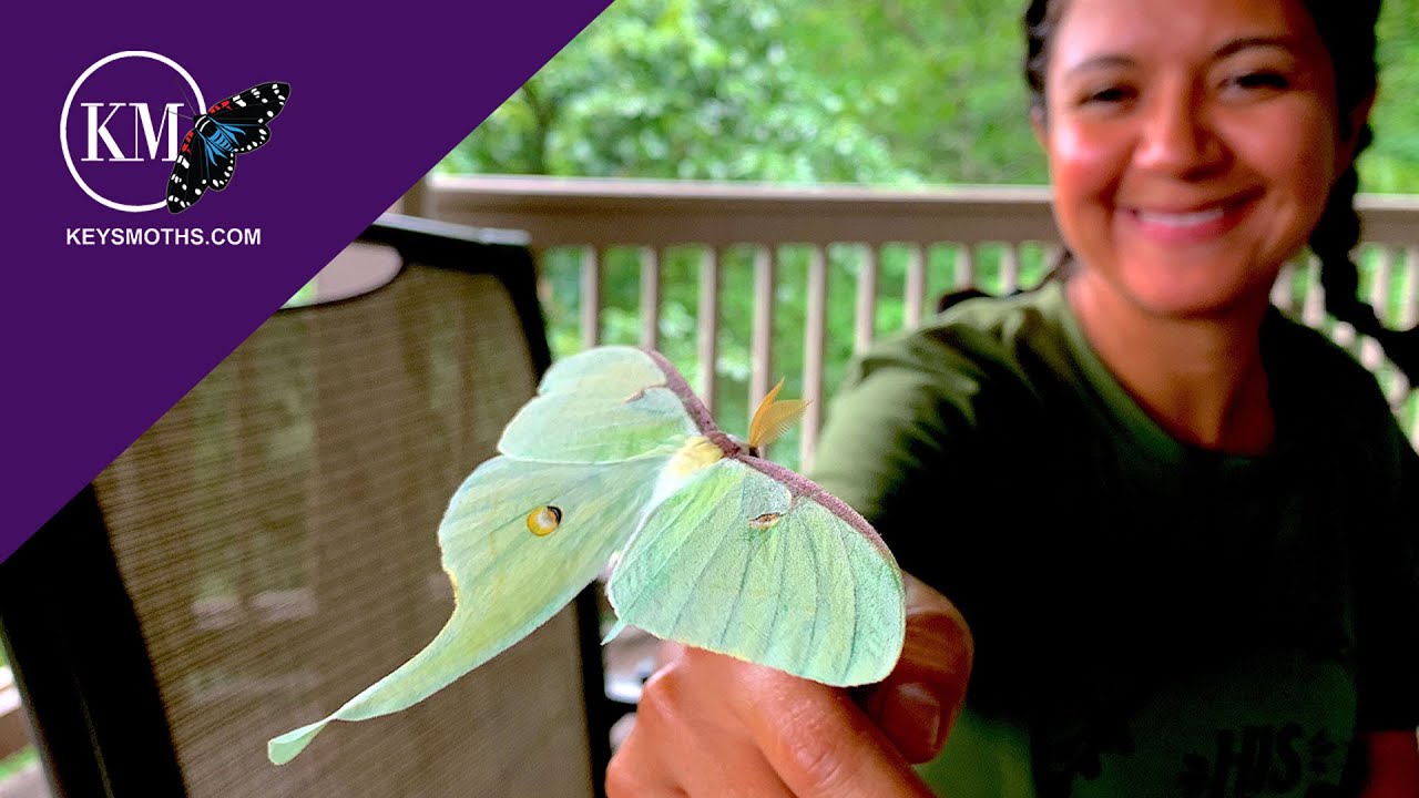 ATTRACTING MOTHS WITH ARTIFICIAL SEX PHEROMONES