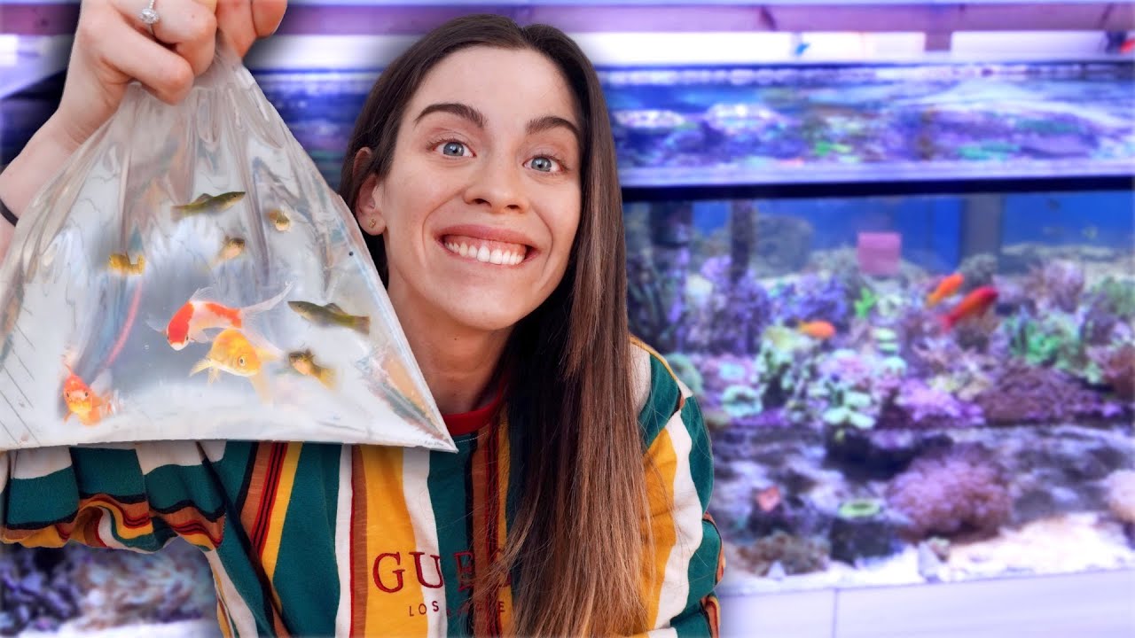 Ich kaufe 24(!) FISCHE & ein AQUARIUM! Einrichten, Pflanzen einsetzen