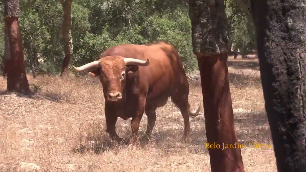 Vídeo completo Visita Ganadaria  António Silva  Vida no campo do Montado de Sobro 5 de agosto 2023