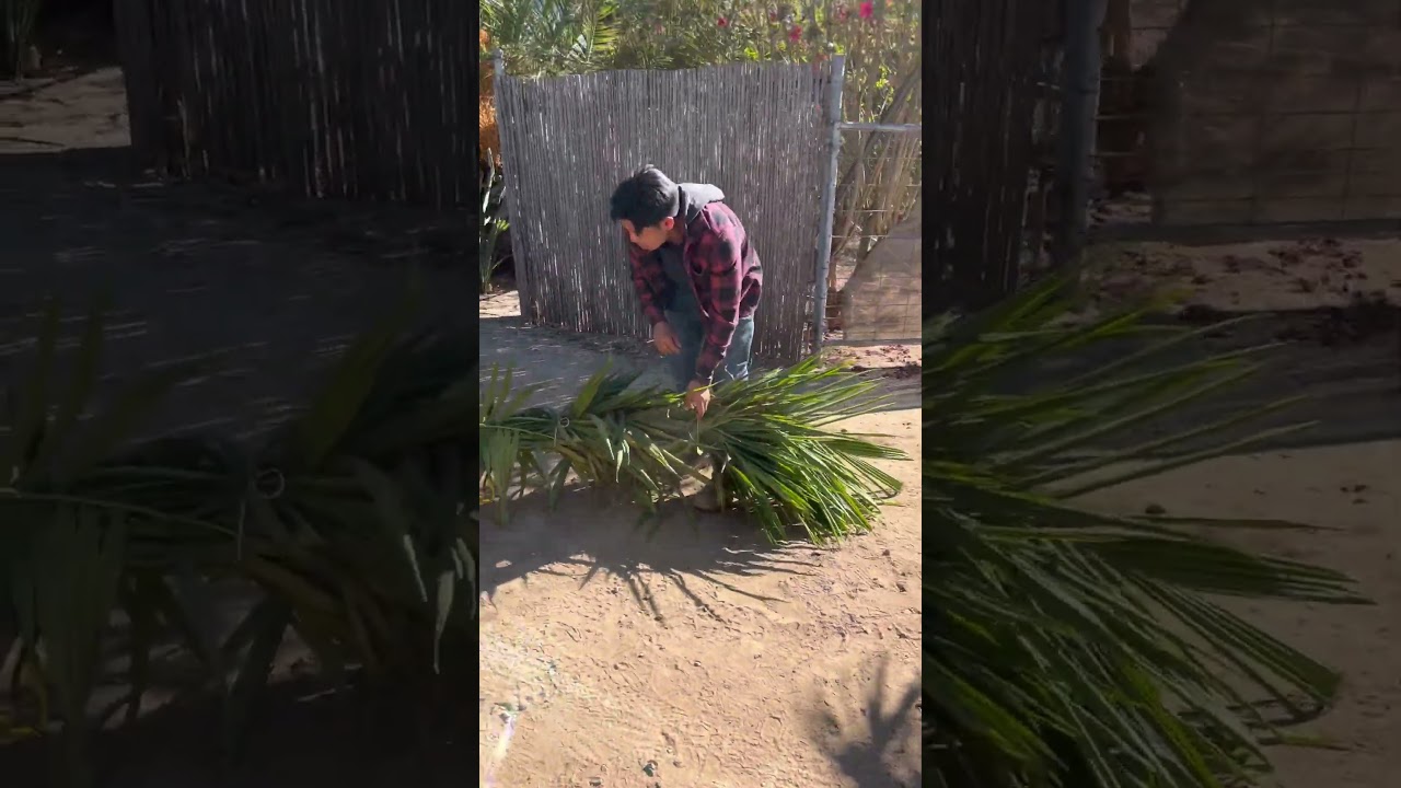 How to pack palm trees #packing #palmtrees #palmtree #working