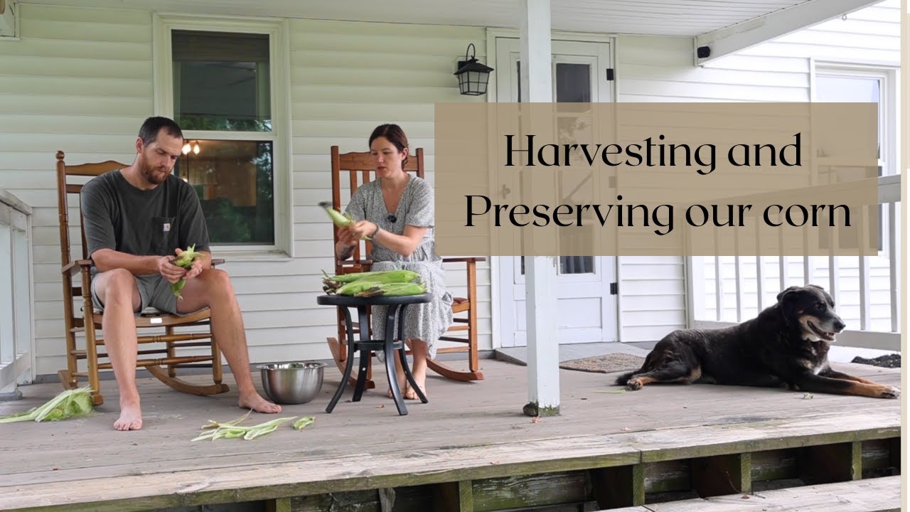 Busy summer days | Harvesting our corn, freeze dried pickles, homemaking