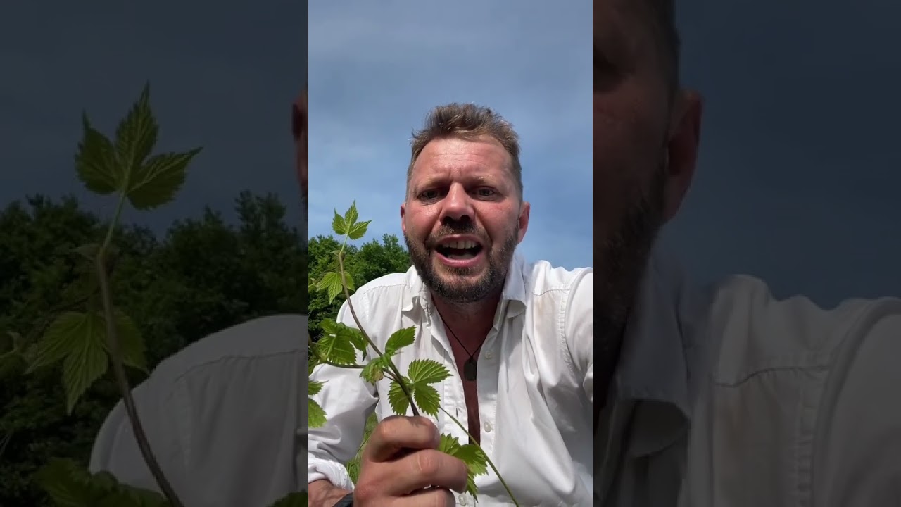 Leśna apteka cd. Zdrowie z natury - Jeżyna #las #natura #ziołolecznictwo