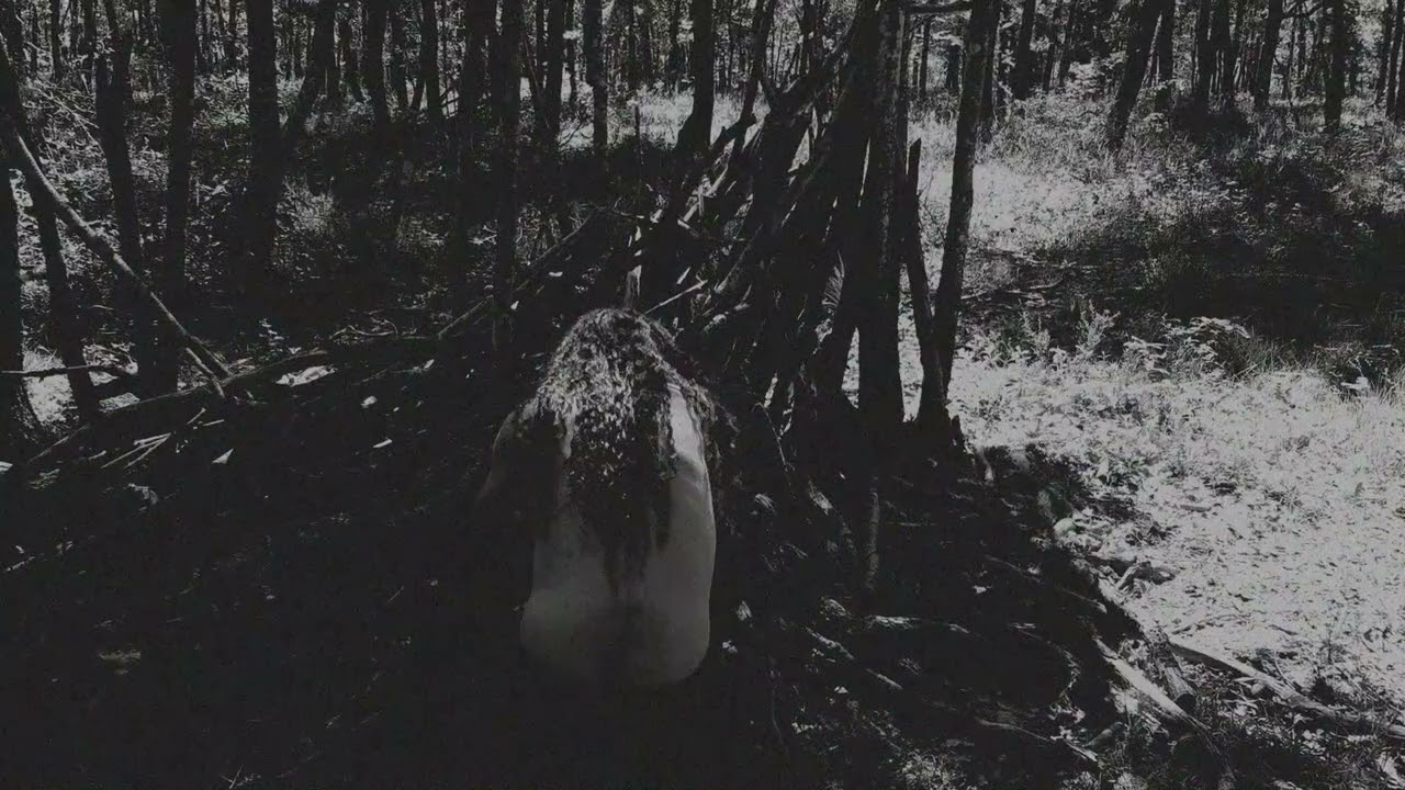 JZOVCE - LESY VI